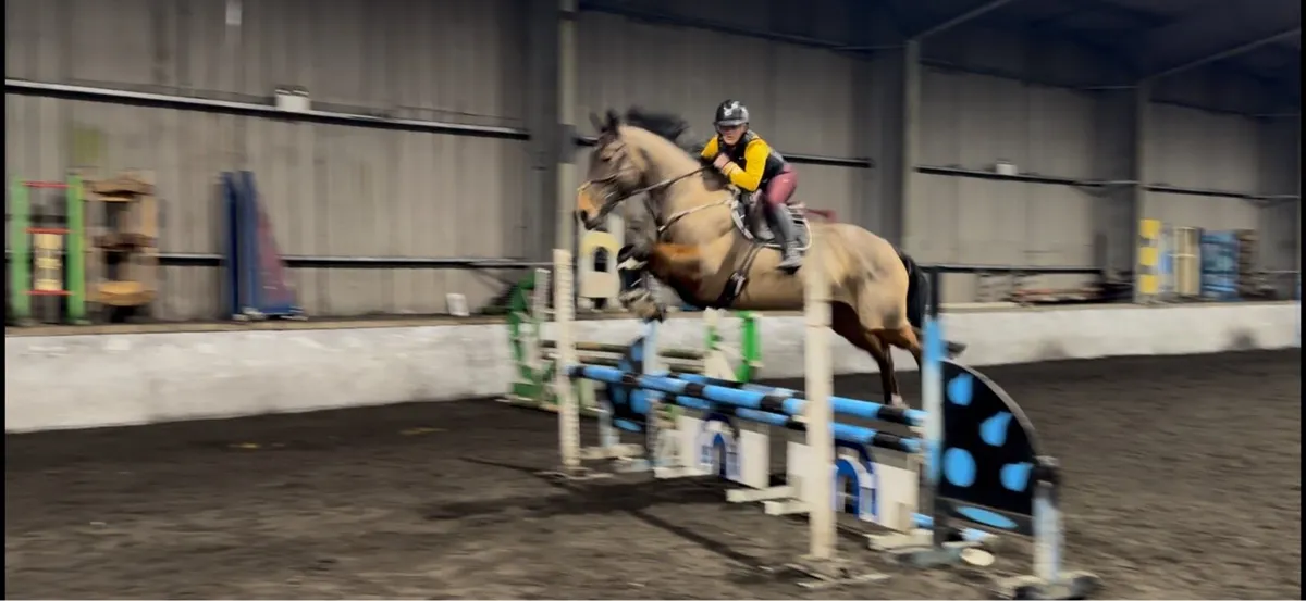 16.2 Perfect All-rounder 11 year old Mare - Image 2