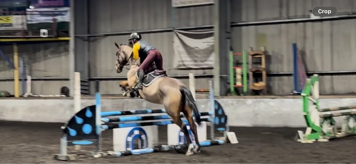 16.2 Perfect All-rounder 11 year old Mare - Image 3