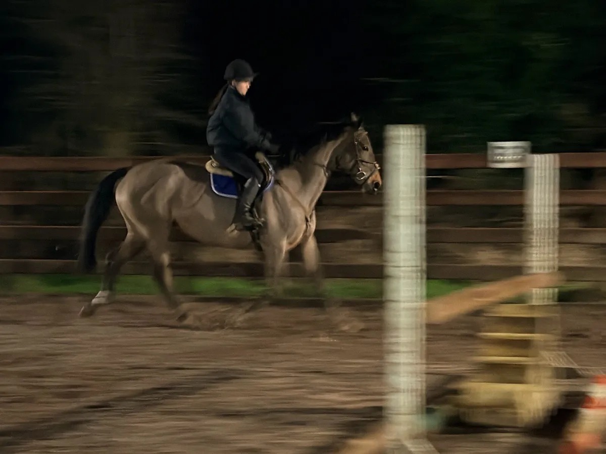 16.2 Perfect All-rounder 11 year old Mare - Image 4