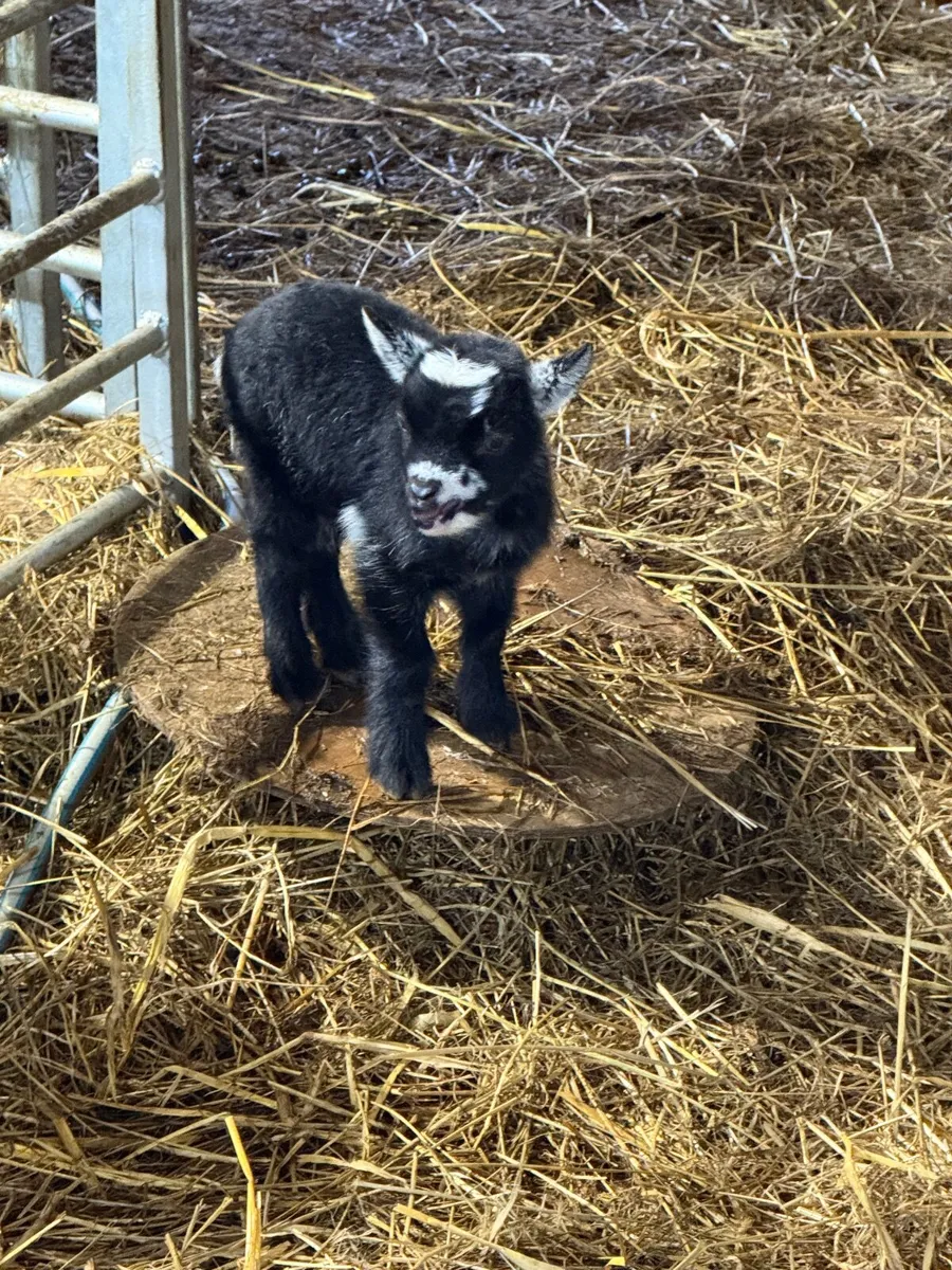 Pygmy goats Twin girls - Image 4