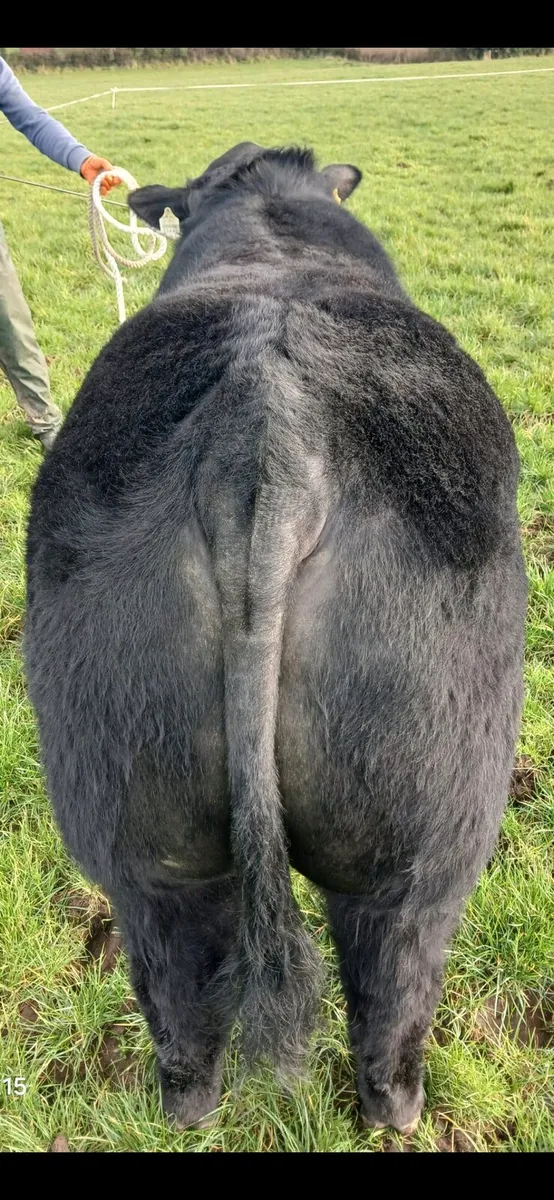 Pedigree Angus Bull - Image 4