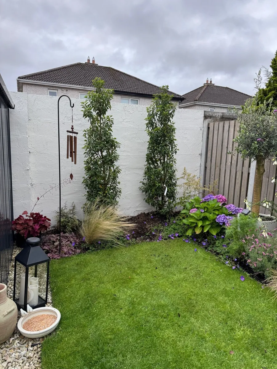 Portuguese Laurel trees - Image 2