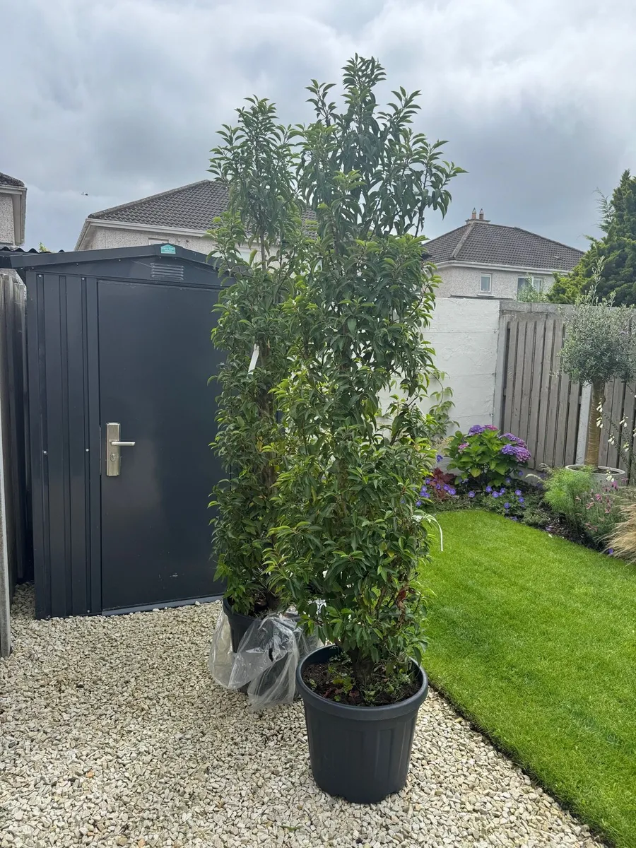 Portuguese Laurel trees - Image 1