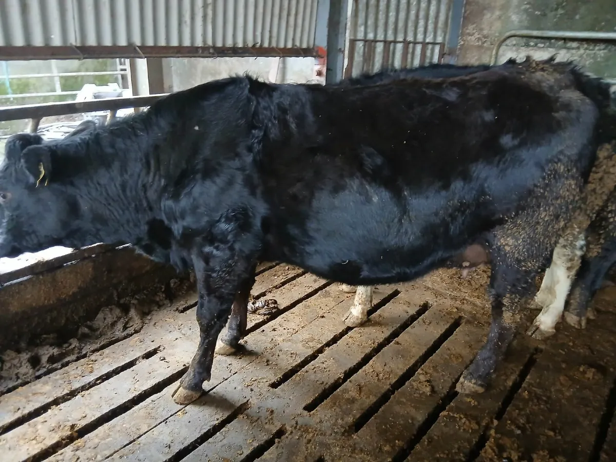 In Calf Heifer - Image 3