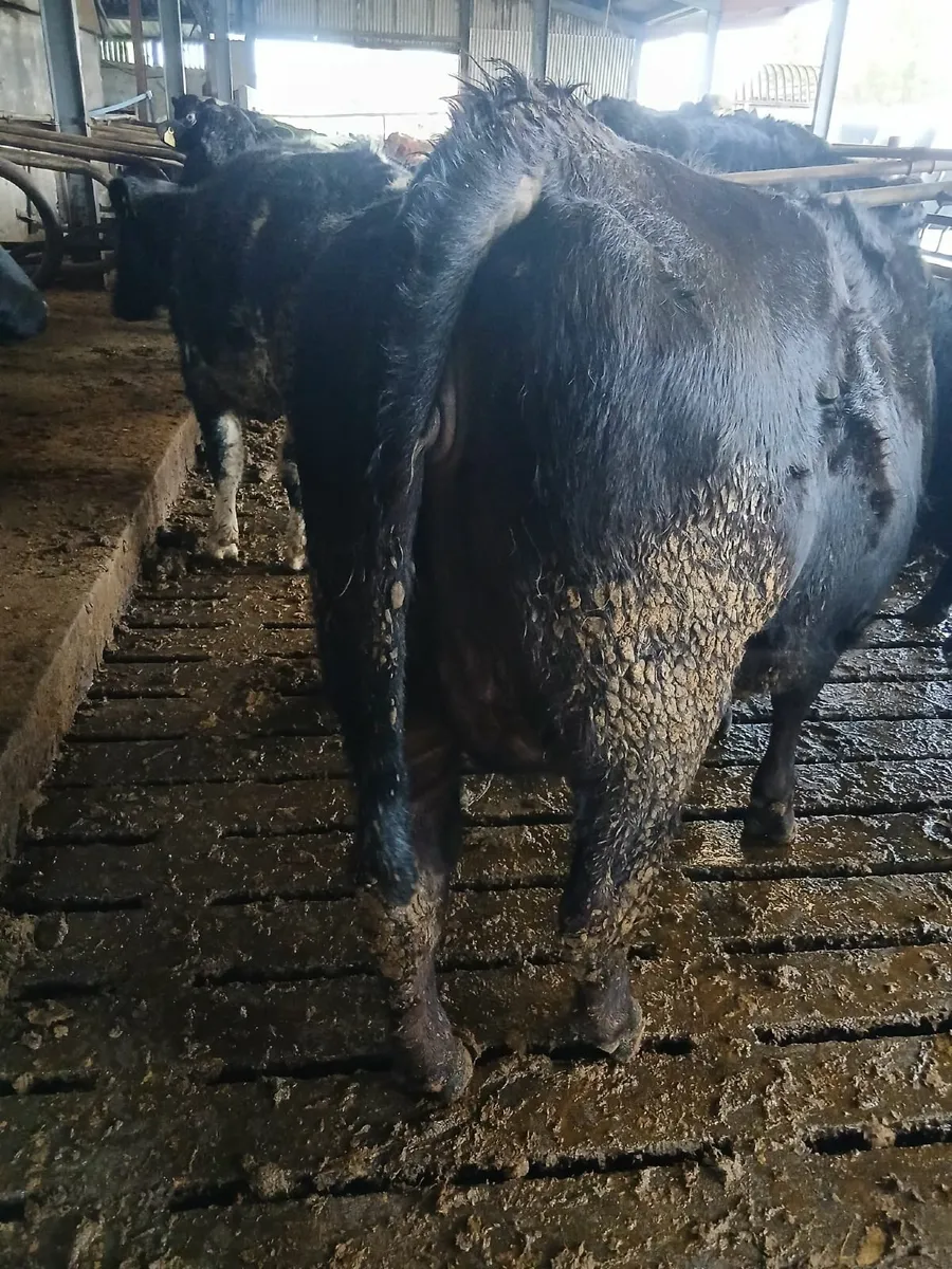 In Calf Heifer - Image 4