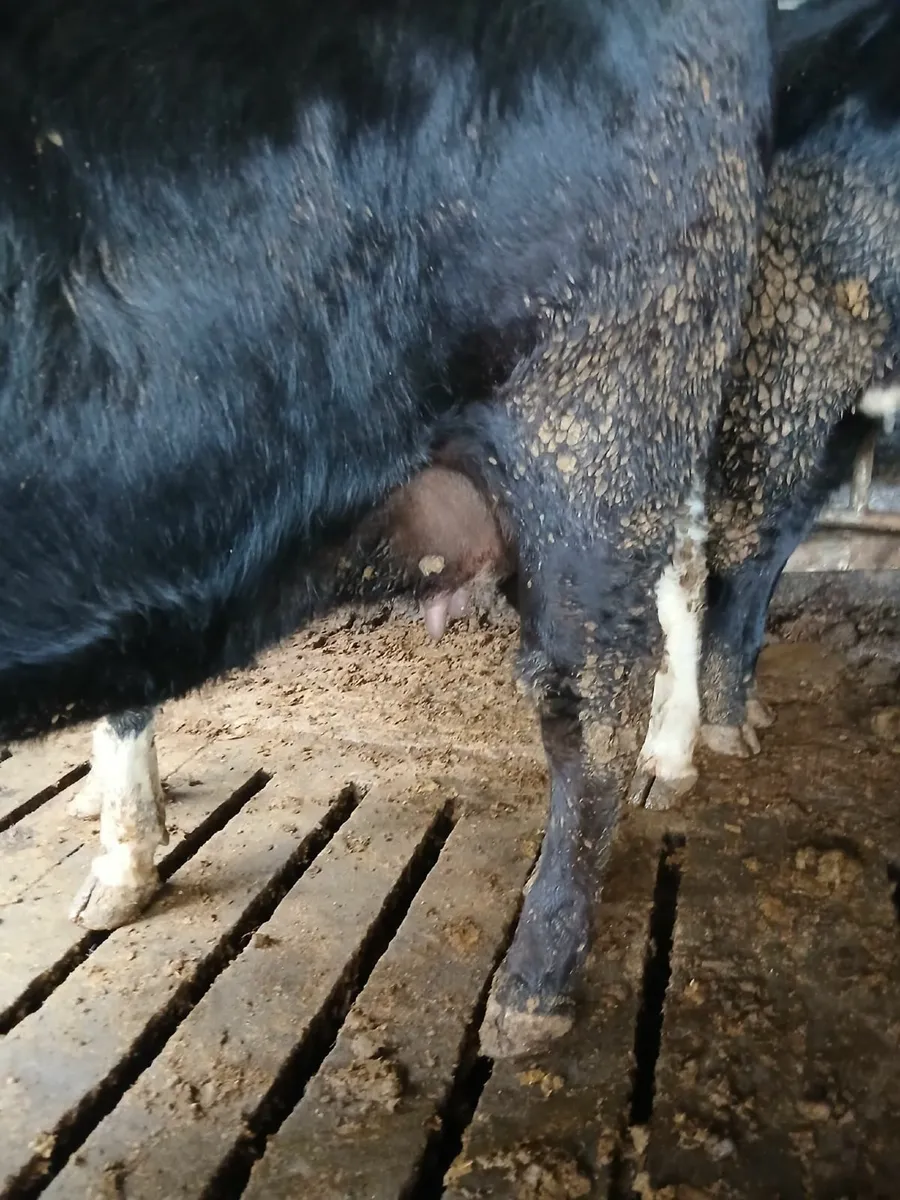 In Calf Heifer - Image 1