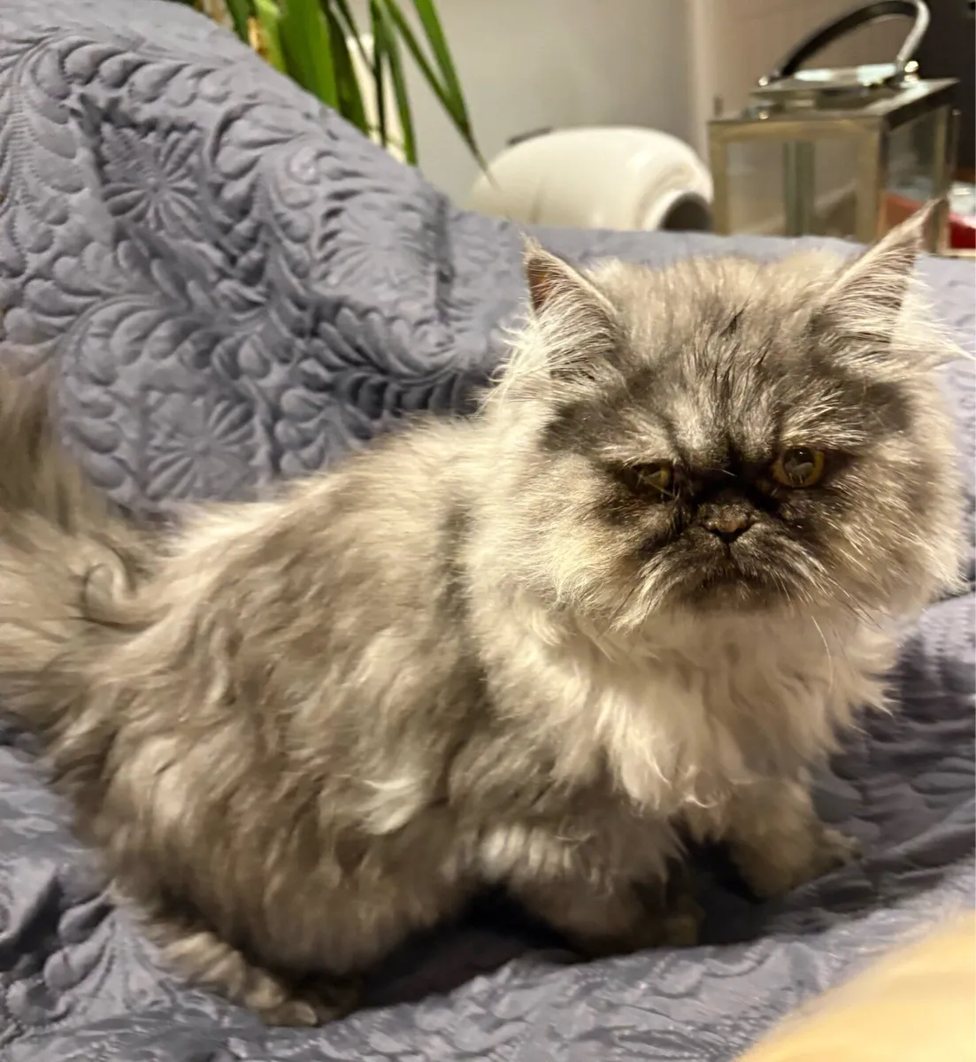 2 Persian cats - Image 3