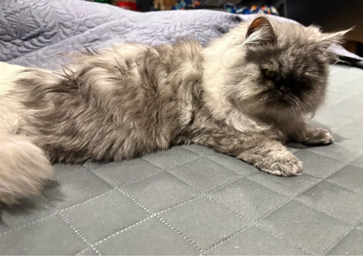 2 Persian cats - Image 4