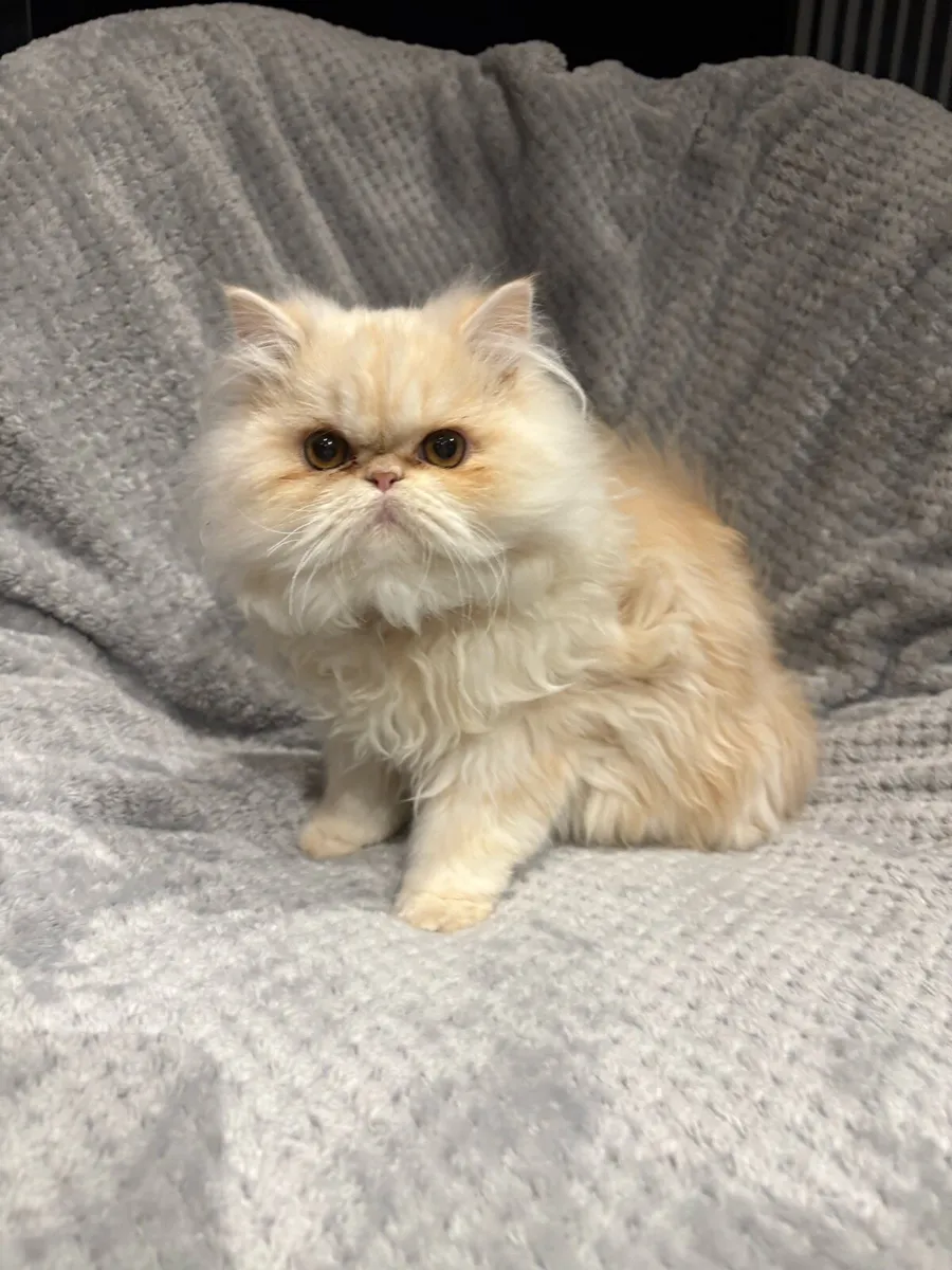 2 Persian cats - Image 1