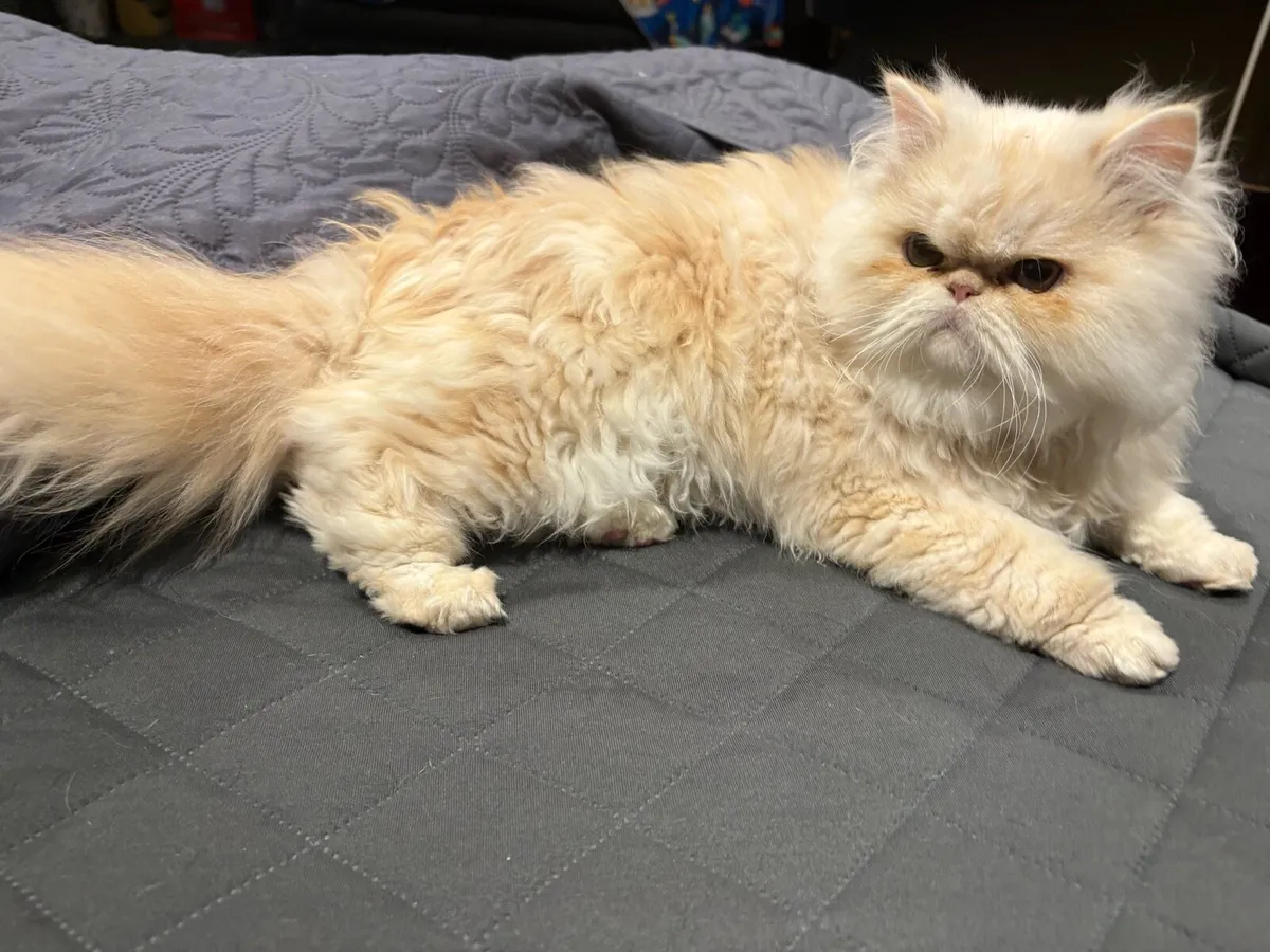 2 Persian cats - Image 2