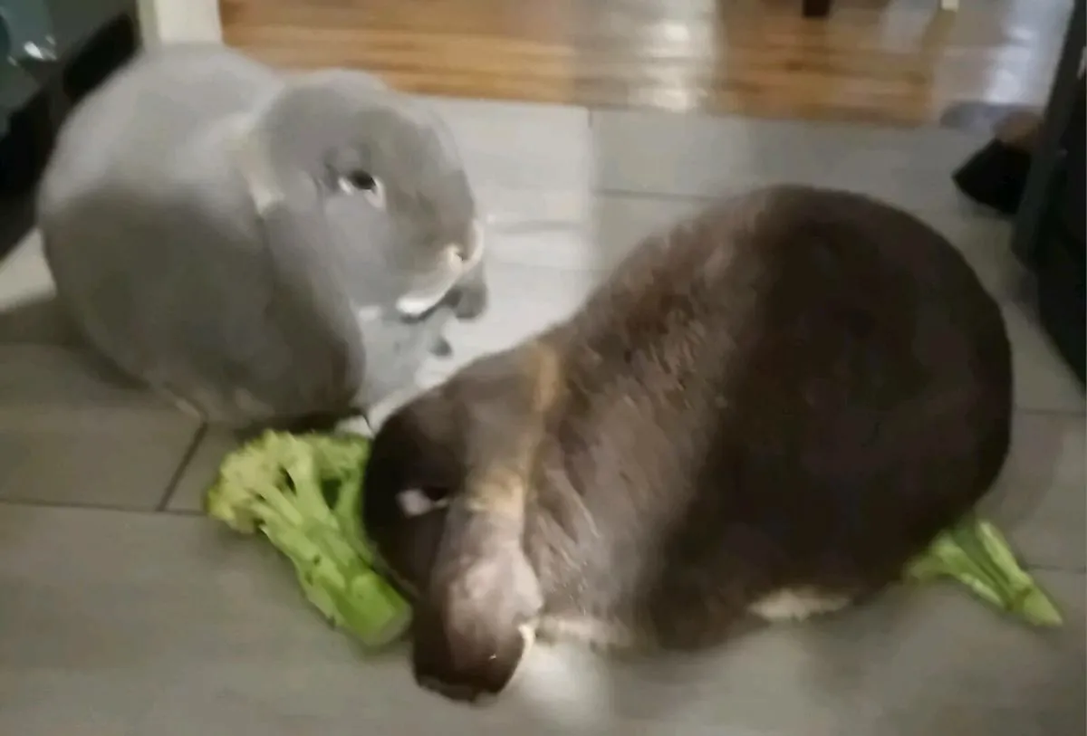 Two gorgeous giant french lop eared rabbits - Image 1