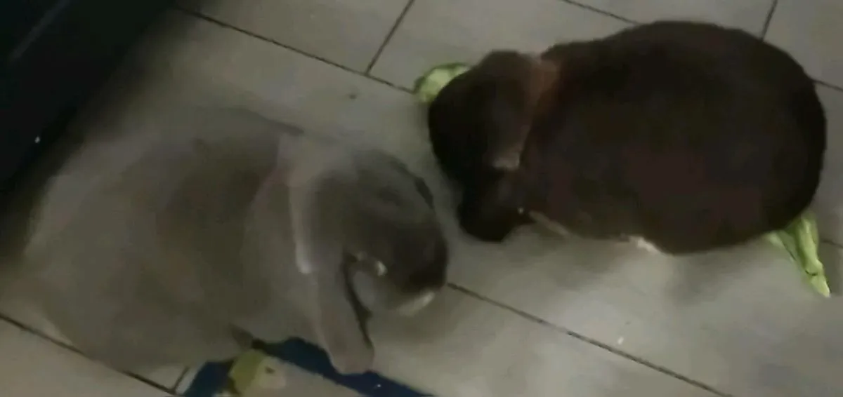 Two gorgeous giant french lop eared rabbits - Image 3