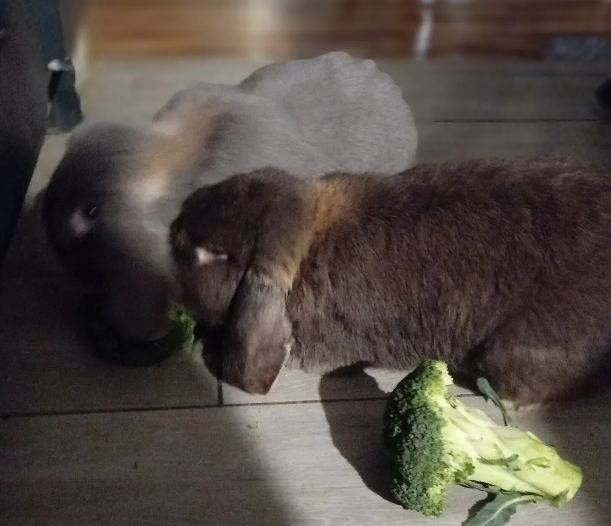 Two gorgeous giant french lop eared rabbits - Image 4