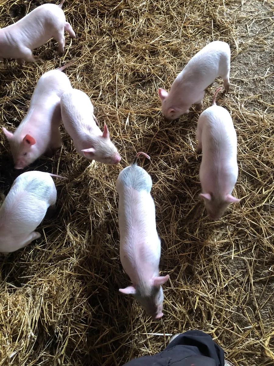 Pigs - Image 2