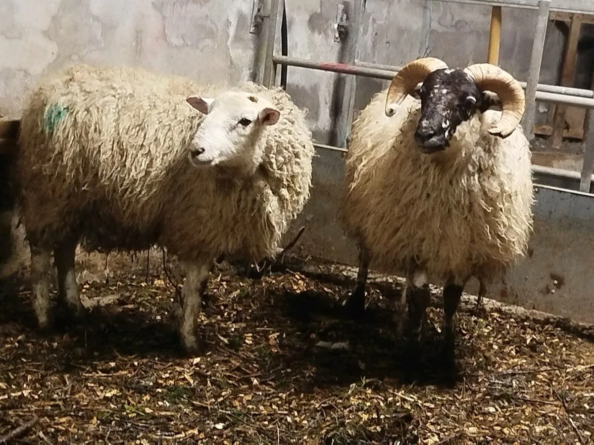 5 RAM lambs 2 ewe lambs - Image 1