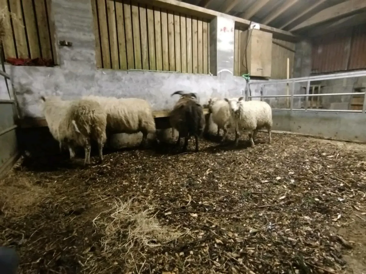 5 RAM lambs 2 ewe lambs - Image 4