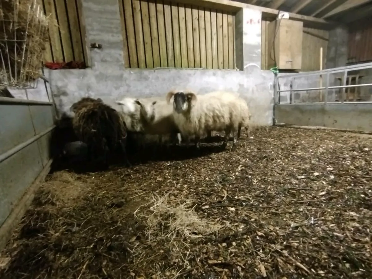 5 RAM lambs 2 ewe lambs - Image 2