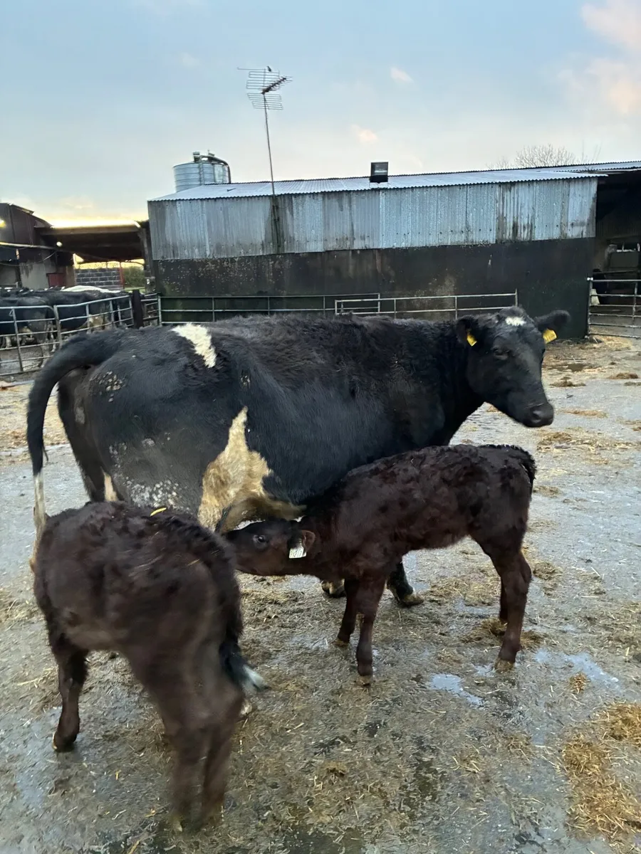 Limousine cow and Calfs - Image 1