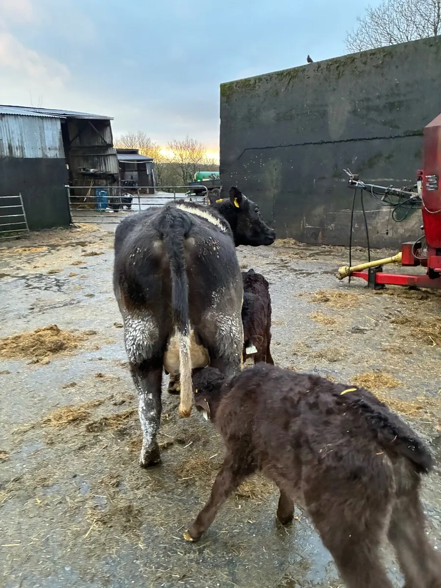 Limousine cow and Calfs - Image 2