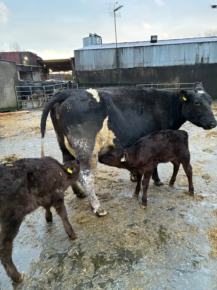 Limousine cow and Calfs - Image 3