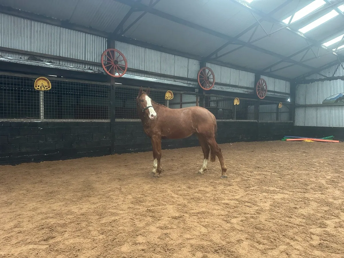 Sports Horse Gelding For Sale - Image 2