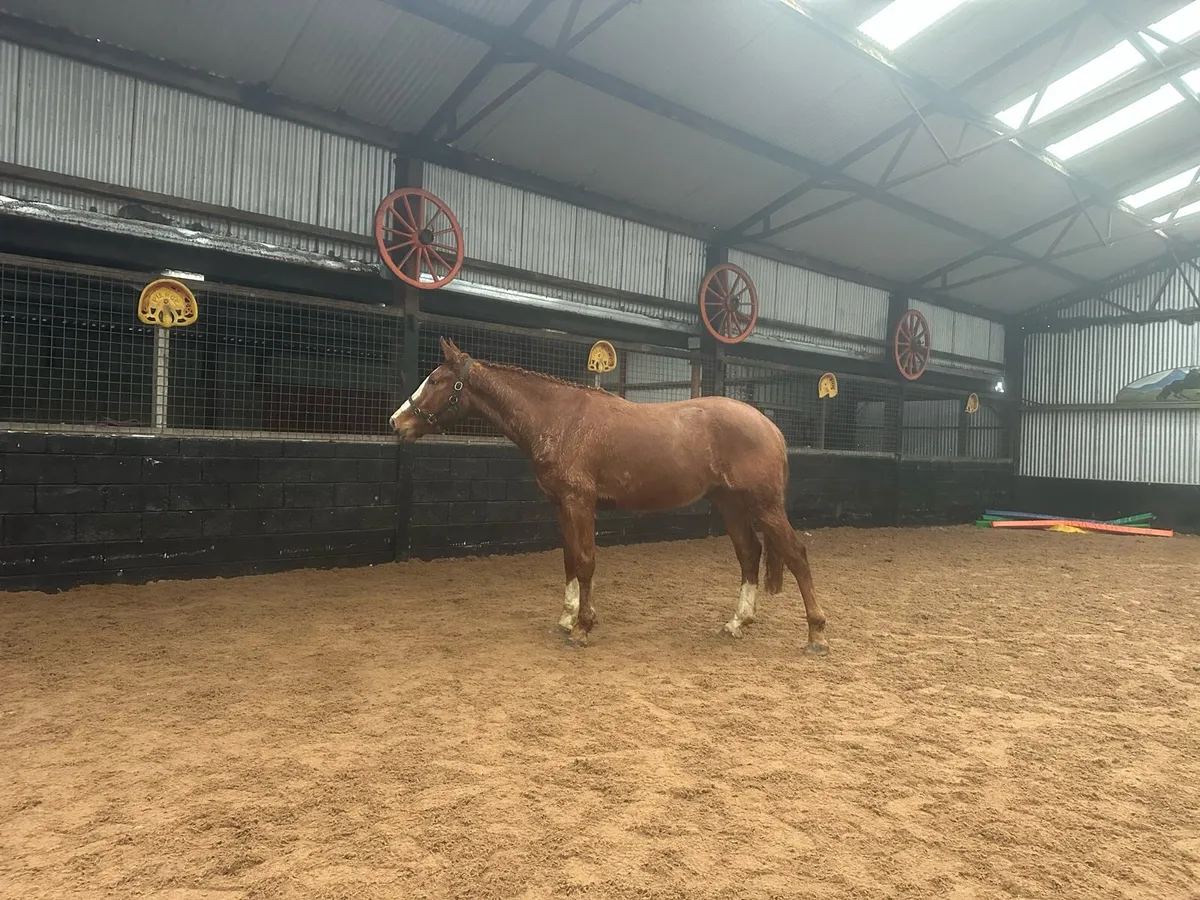Sports Horse Gelding For Sale - Image 1