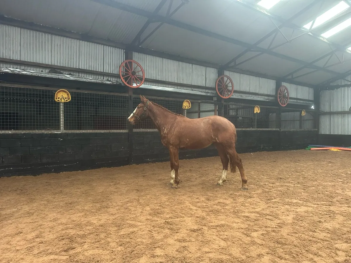 Sports Horse Gelding For Sale - Image 3