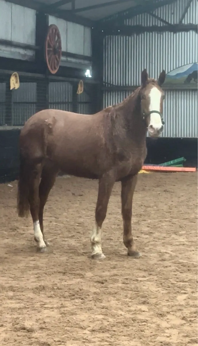 Sports Horse Gelding For Sale - Image 4