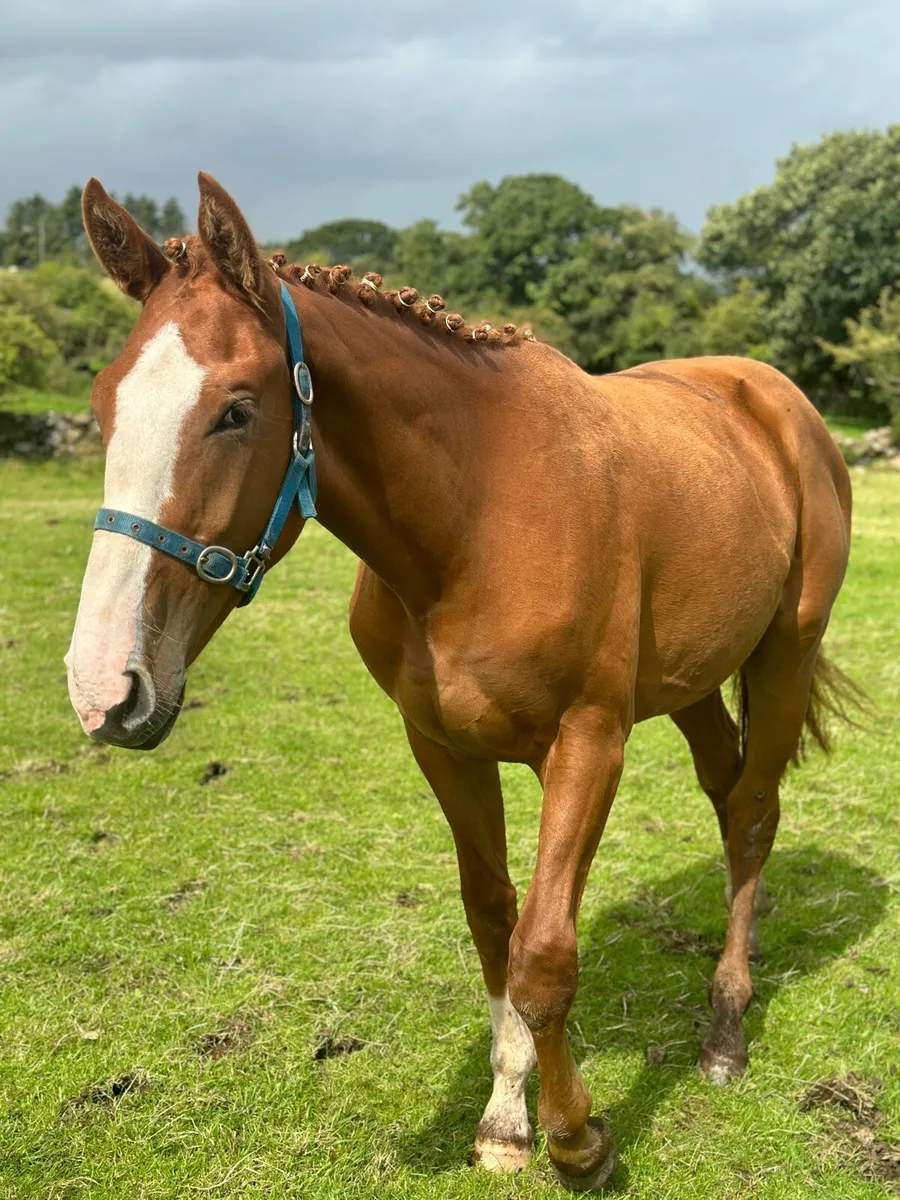 Sports Horse Gelding For Sale - Image 2