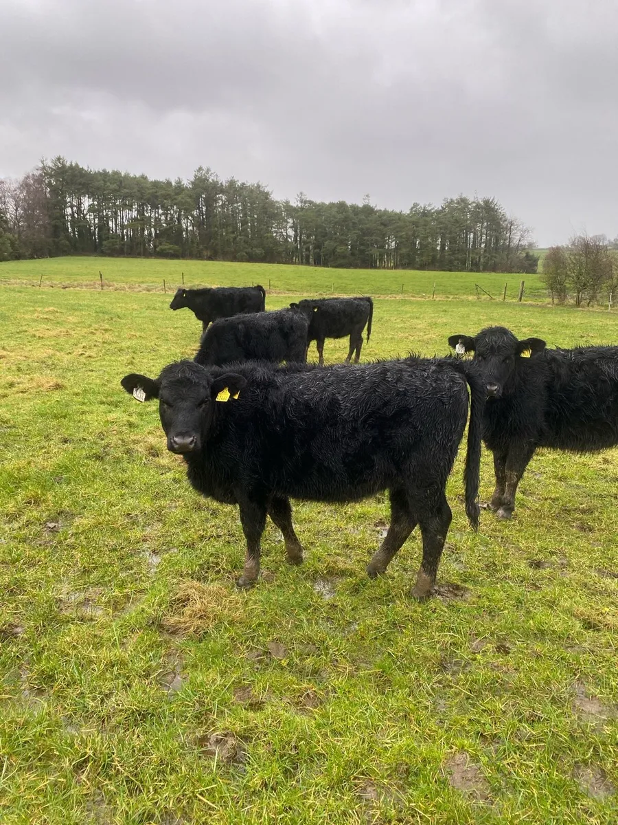 Angus Heifers - Image 1