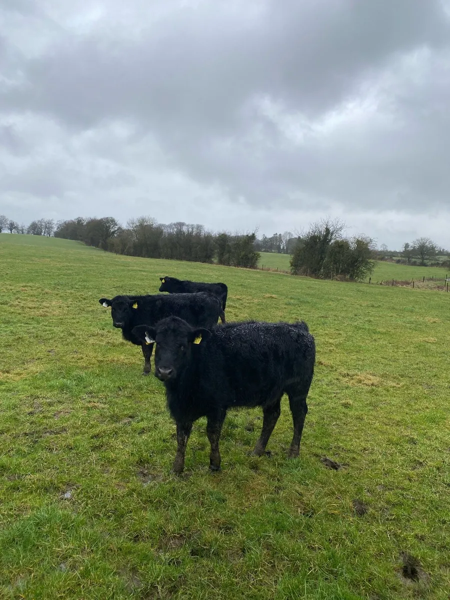 Angus Heifers - Image 2