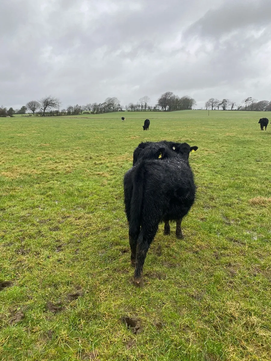Angus Heifers - Image 4
