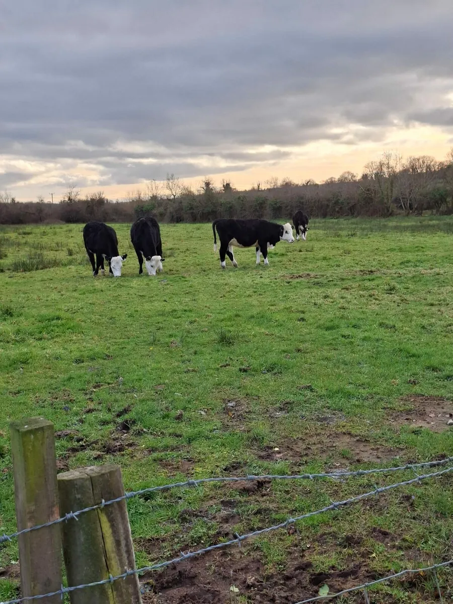 Hereford x helifers - Image 1