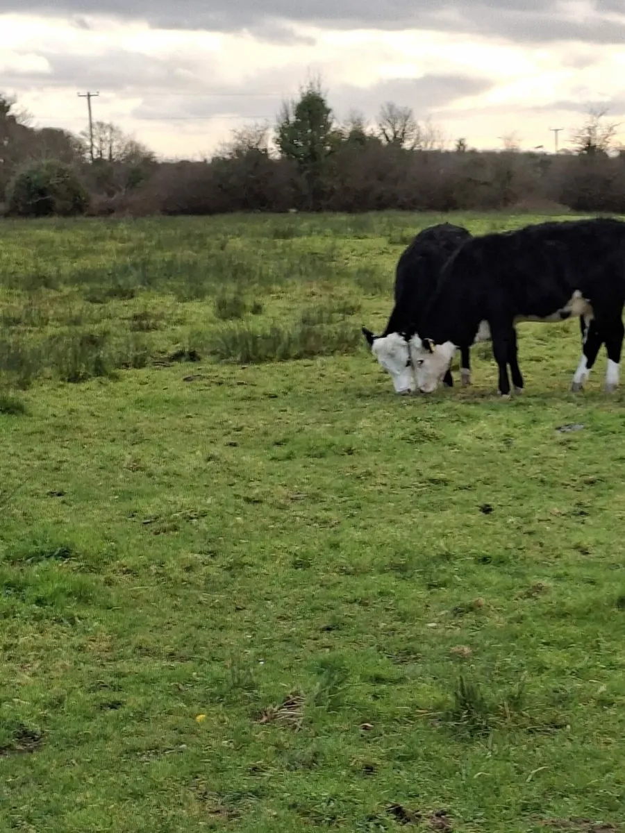 Hereford x helifers - Image 3