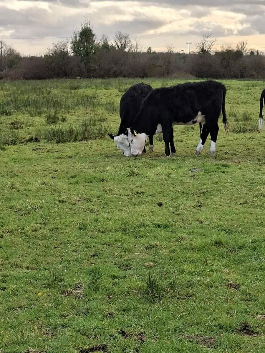 Hereford x helifers - Image 2