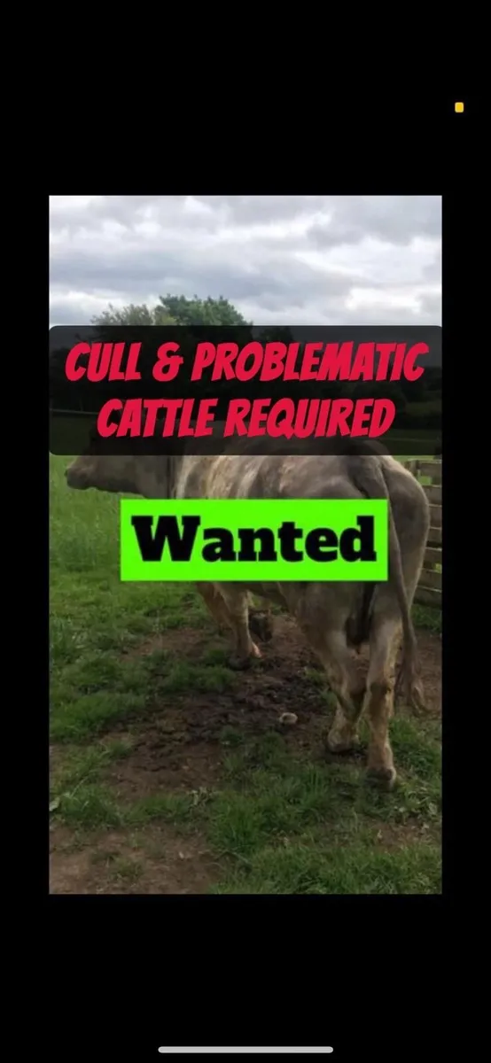 Cattle and sheep required