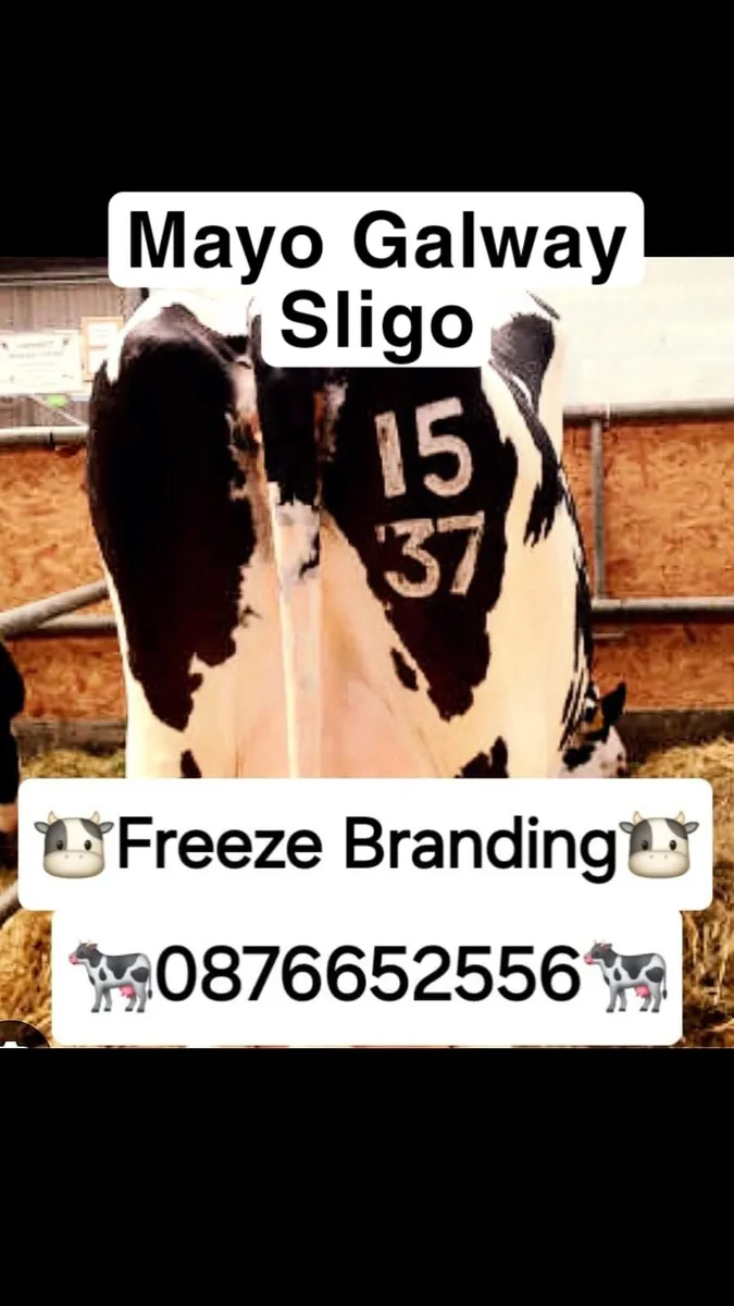 🐄🐄🐄 FREEZE BRANDING🐄🐄🐄