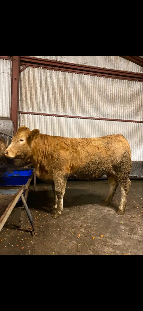 Charolais breeding heifers NEW ROSS MART - Image 1