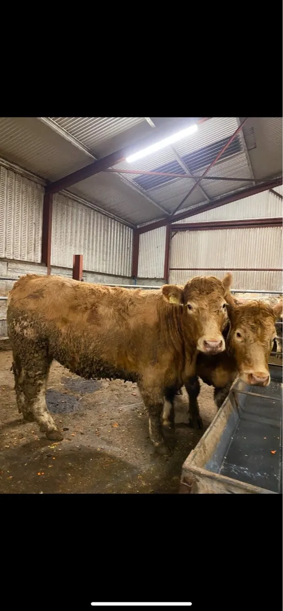 Charolais breeding heifers NEW ROSS MART - Image 2