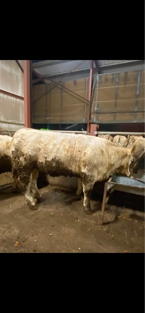 Charolais breeding heifers NEW ROSS MART - Image 3