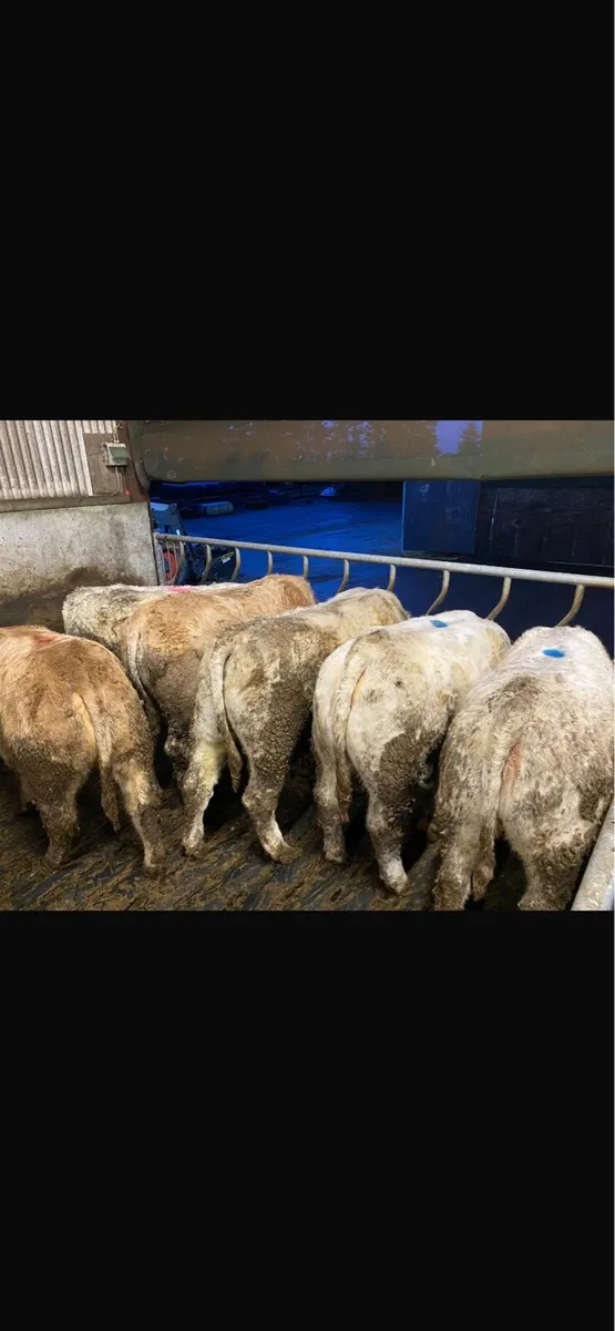 Charolais breeding heifers NEW ROSS MART - Image 4