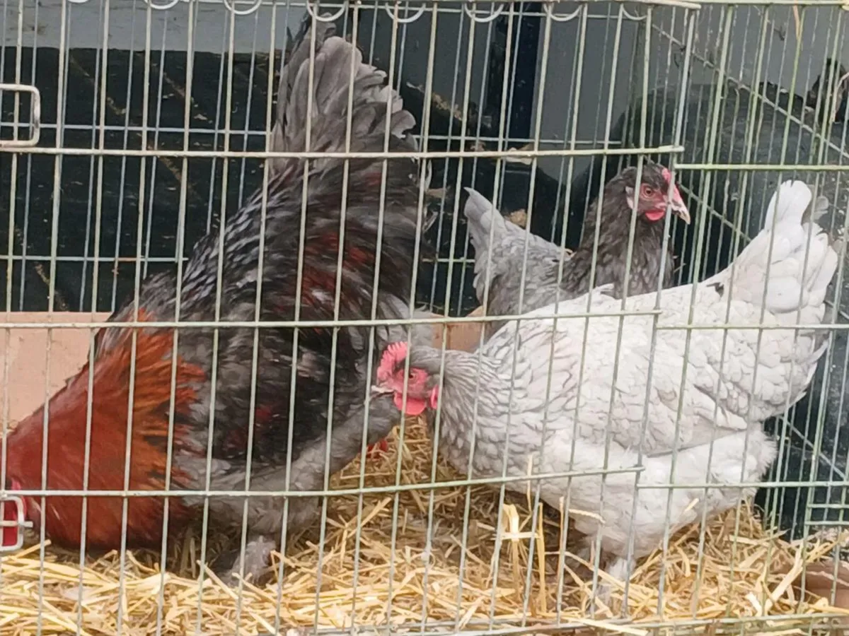 Cluck cluck - Image 1