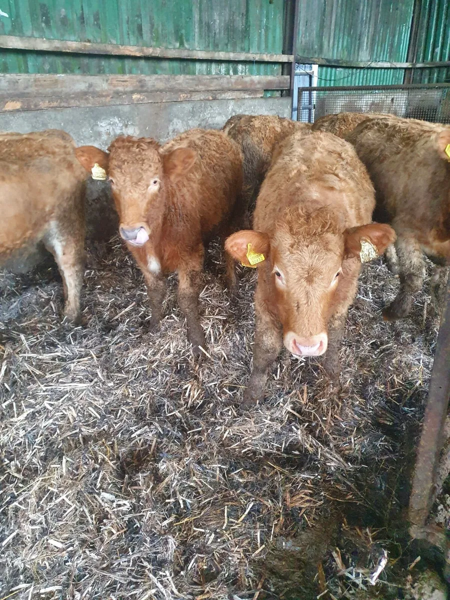 6 Organic Golden Charlie Heifers - Image 1