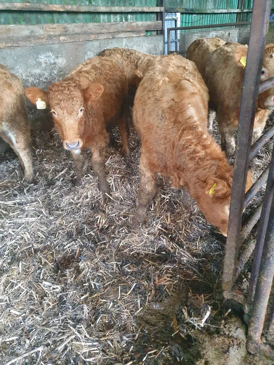 6 Organic Golden Charlie Heifers - Image 2