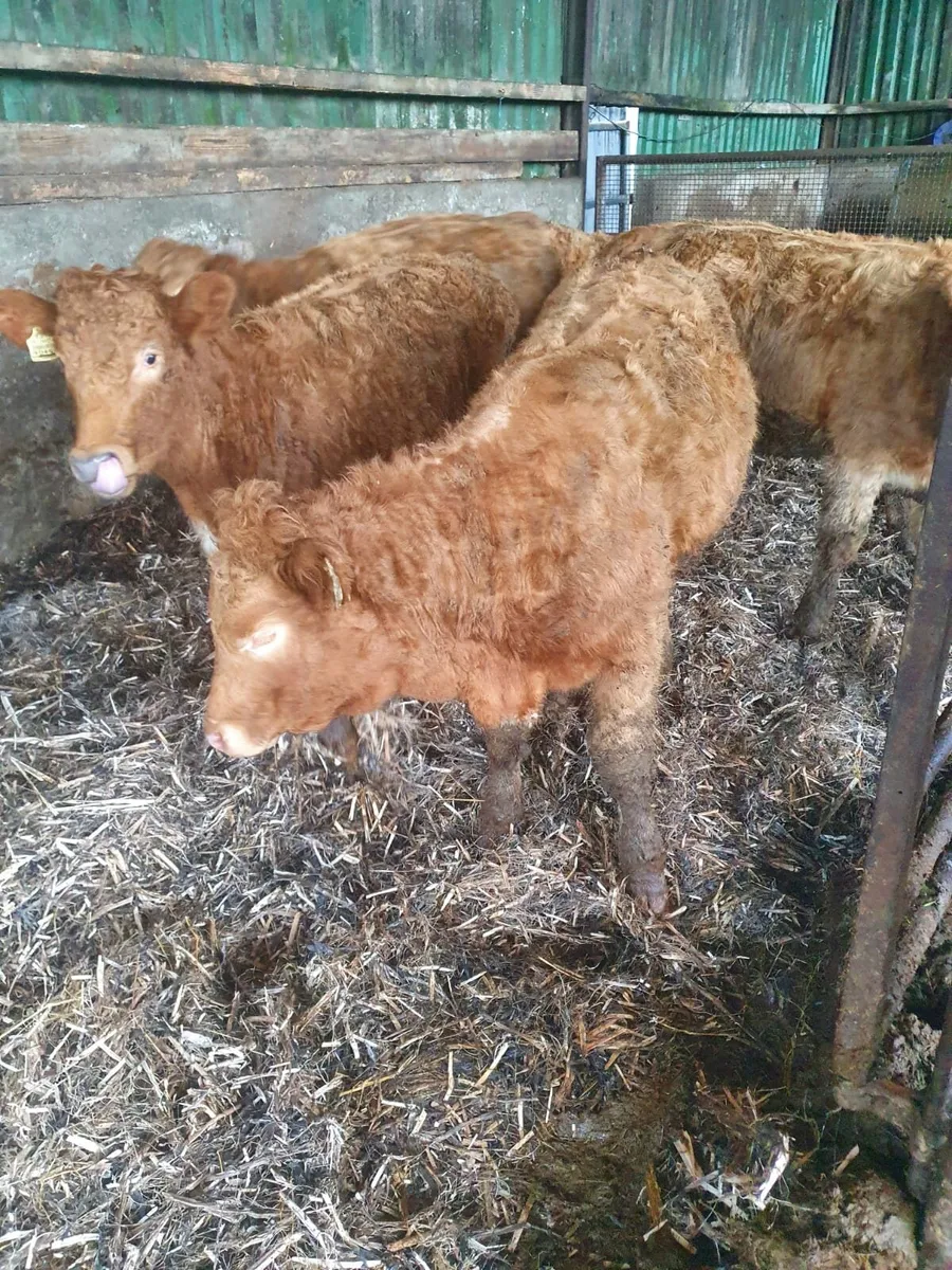 6 Organic Golden Charlie Heifers - Image 3