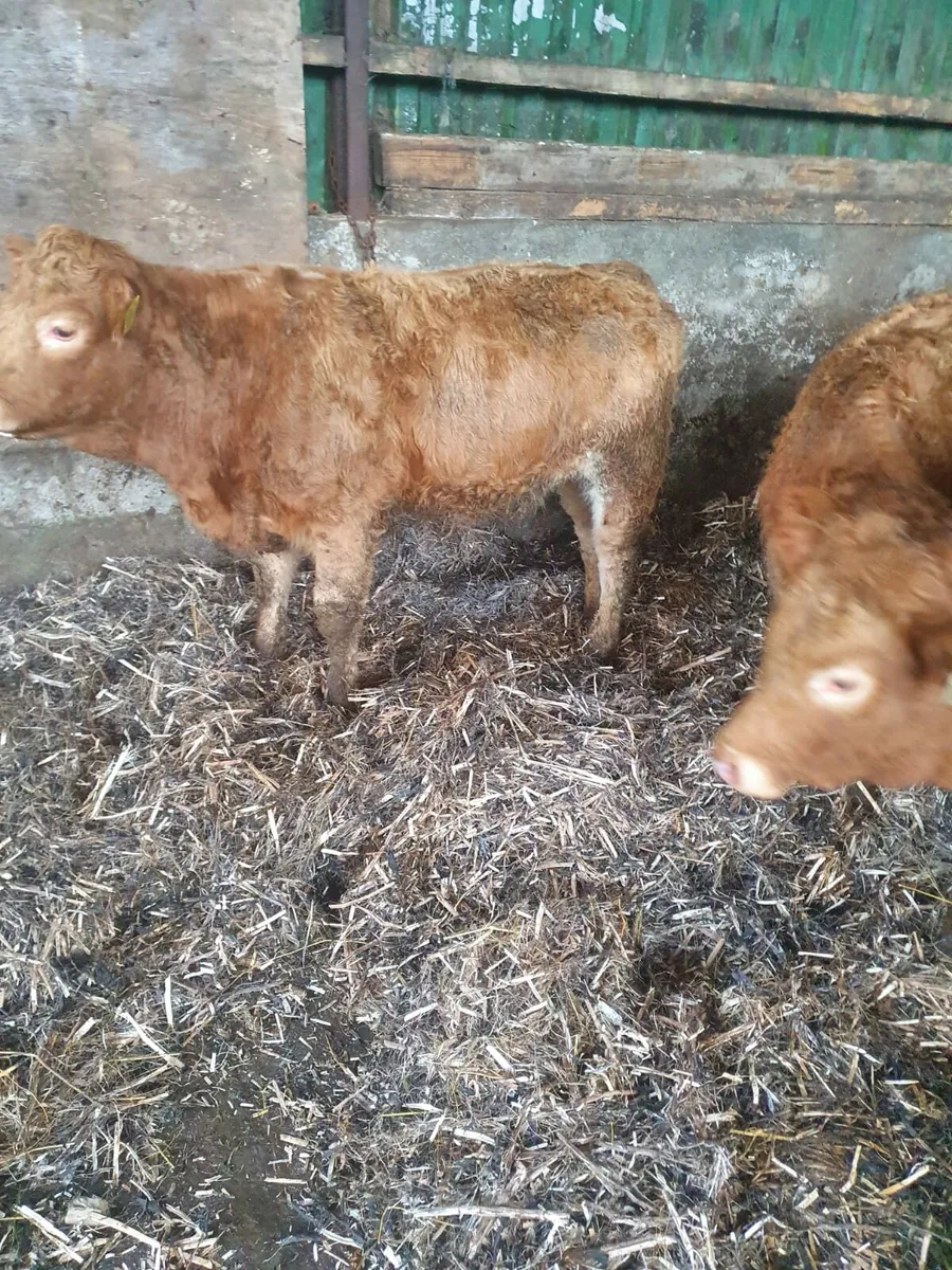 6 Organic Golden Charlie Heifers - Image 4