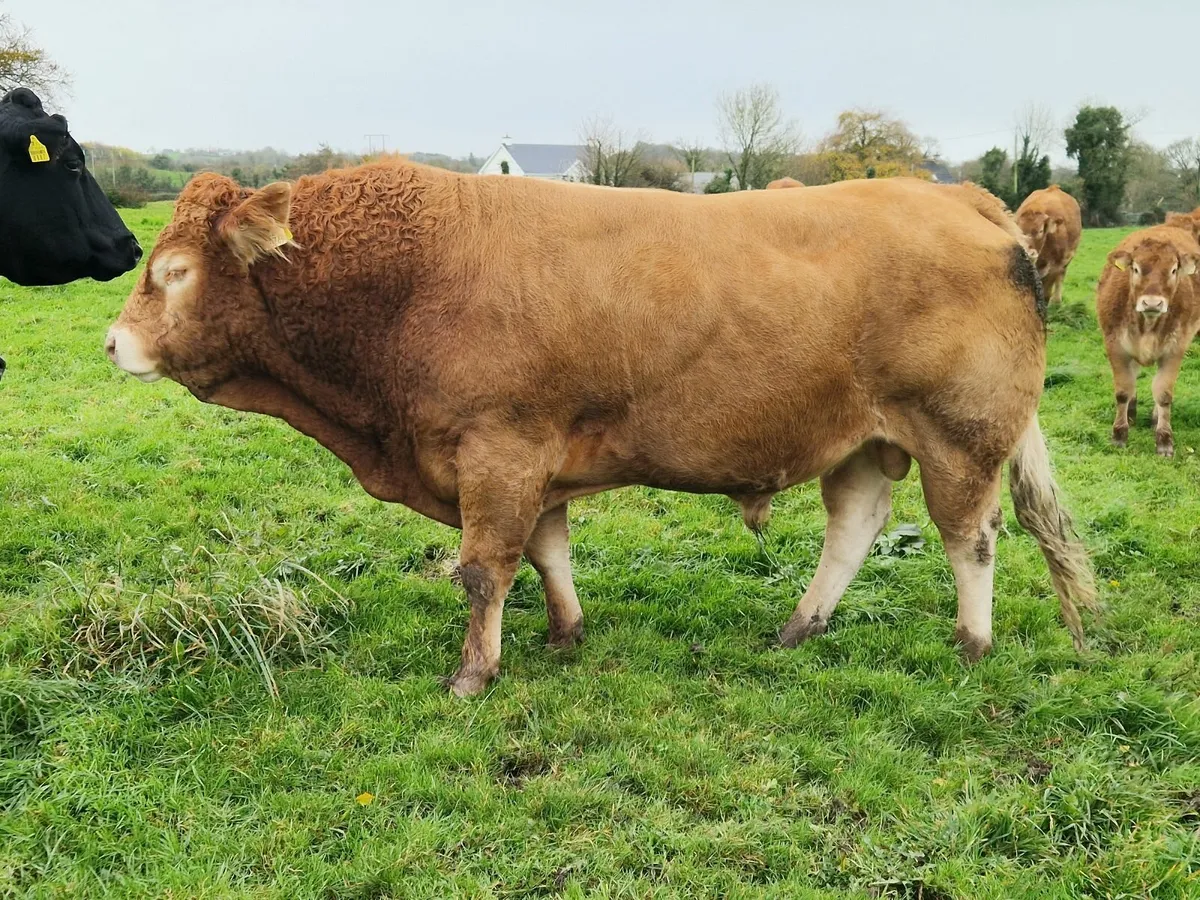 PBR Limousin Bull - Image 1
