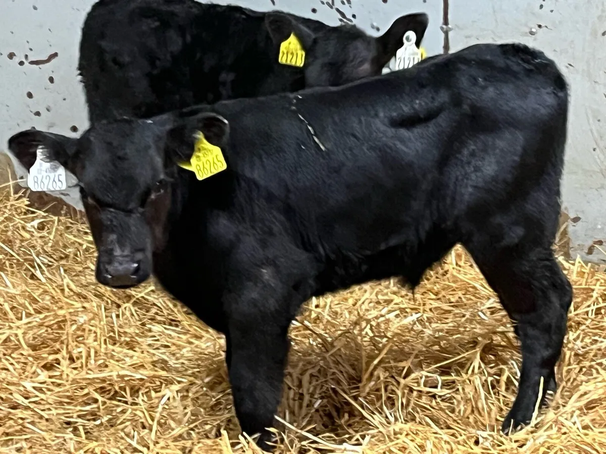6 Real Proper AA Bull Calves - Image 3
