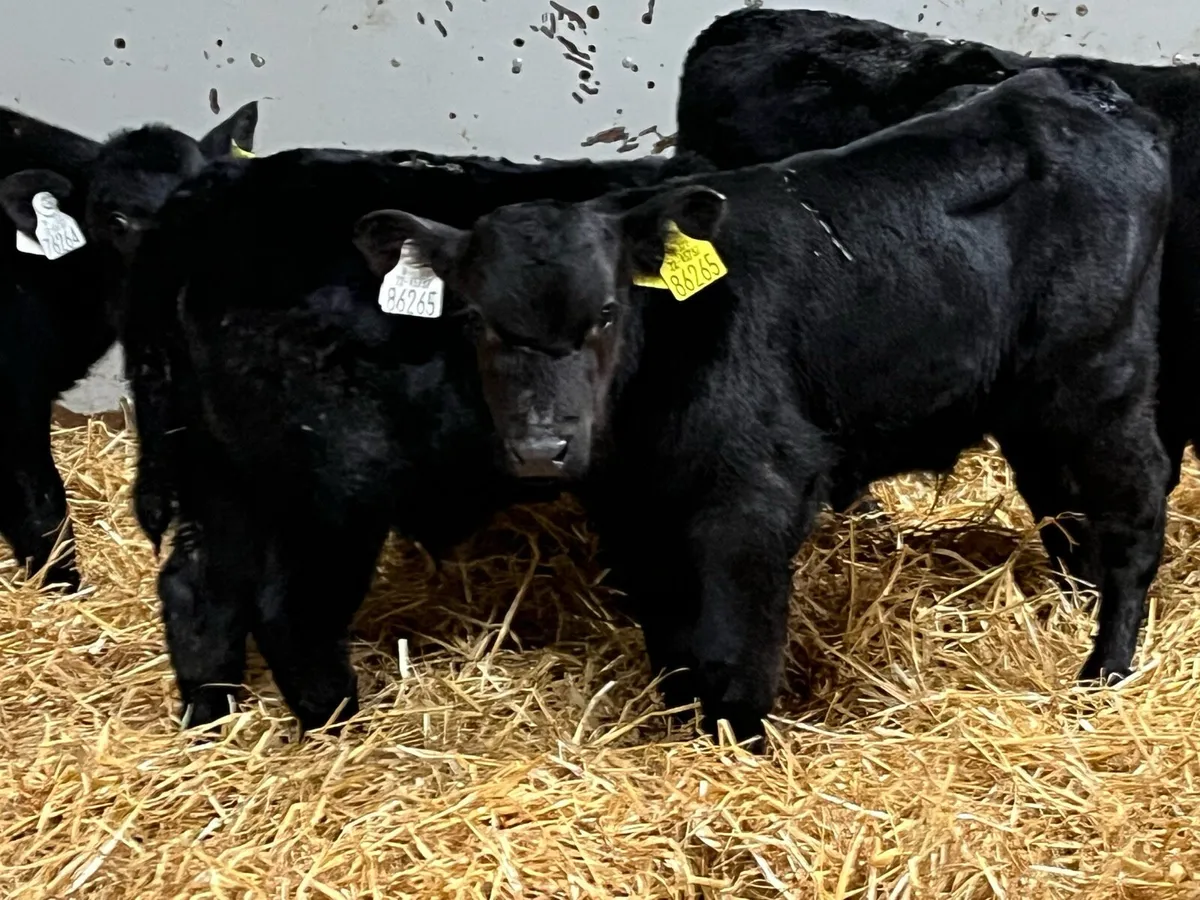 6 Real Proper AA Bull Calves - Image 4