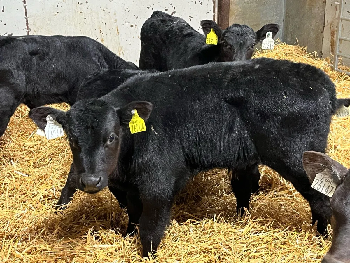 6 Real Proper AA Bull Calves - Image 1